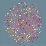 Recent plans for the equal distribution of fertile women